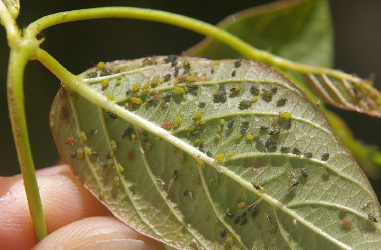 Doenças e problemas da planta Croton croton11