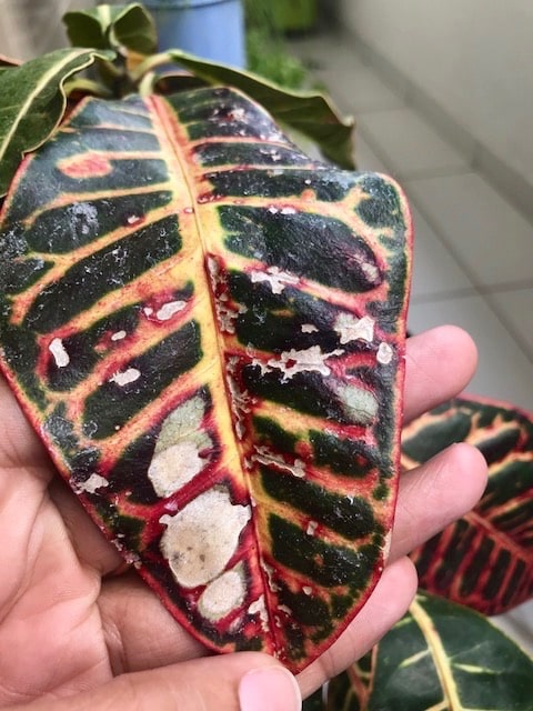 Doenças e problemas da planta Croton croton12