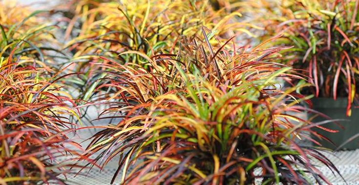 Alguns tipos de Croton mais comuns croton14