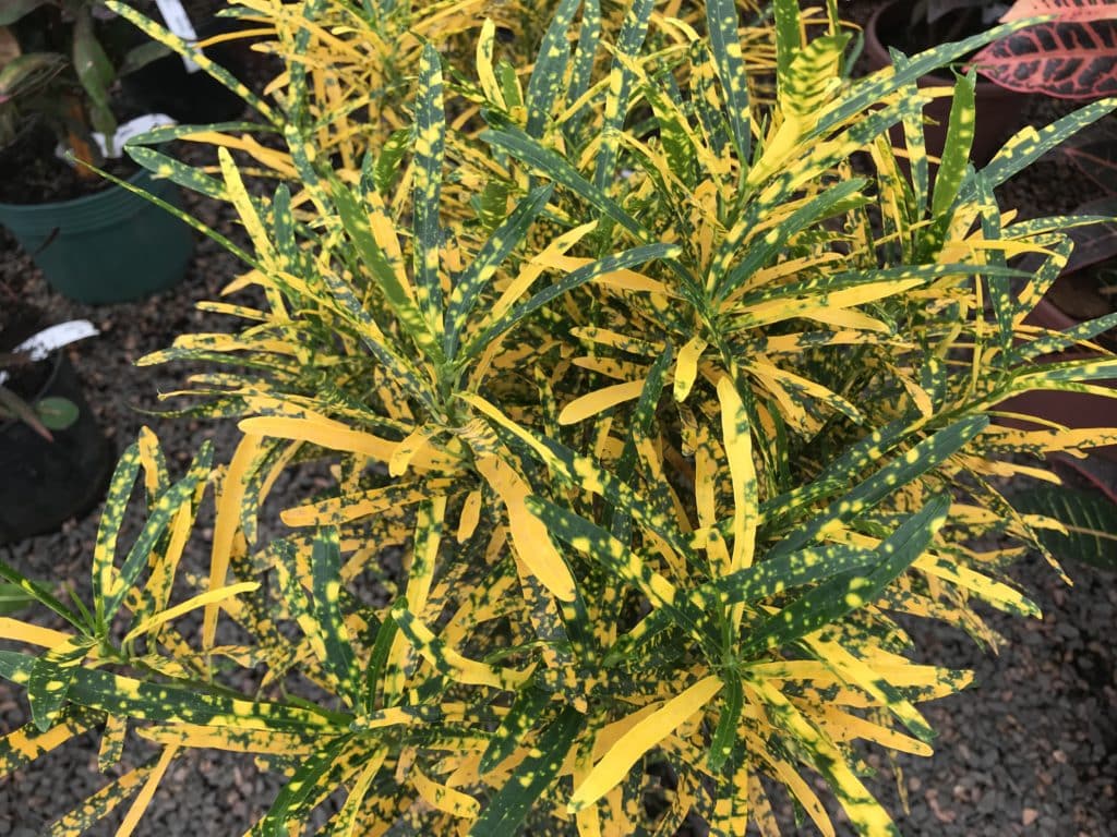 Alguns tipos de Croton mais comuns croton15