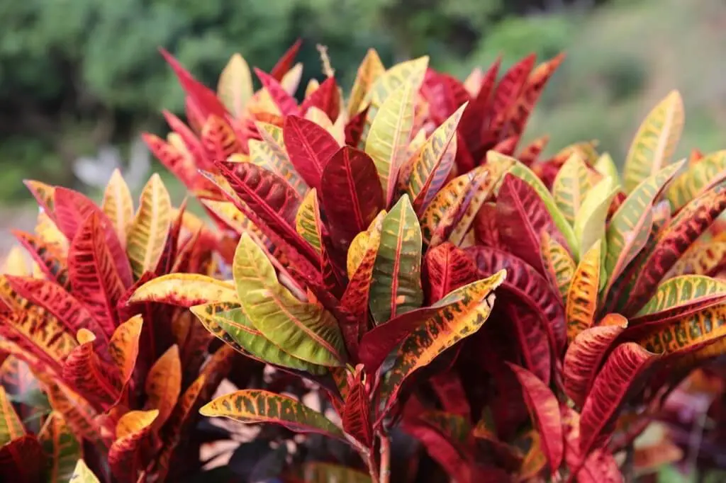 O que é Croton, onde ele é originário, e por que é uma planta popular para jardins e interiores? croton3