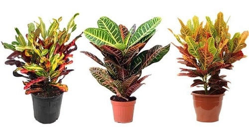 Características da planta Croton croton4