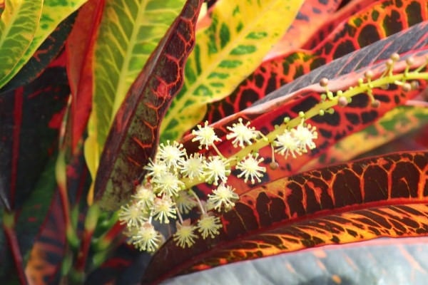 Características da planta Croton croton5