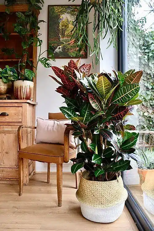 O que é Croton, onde ele é originário, e por que é uma planta popular para jardins e interiores? croton6