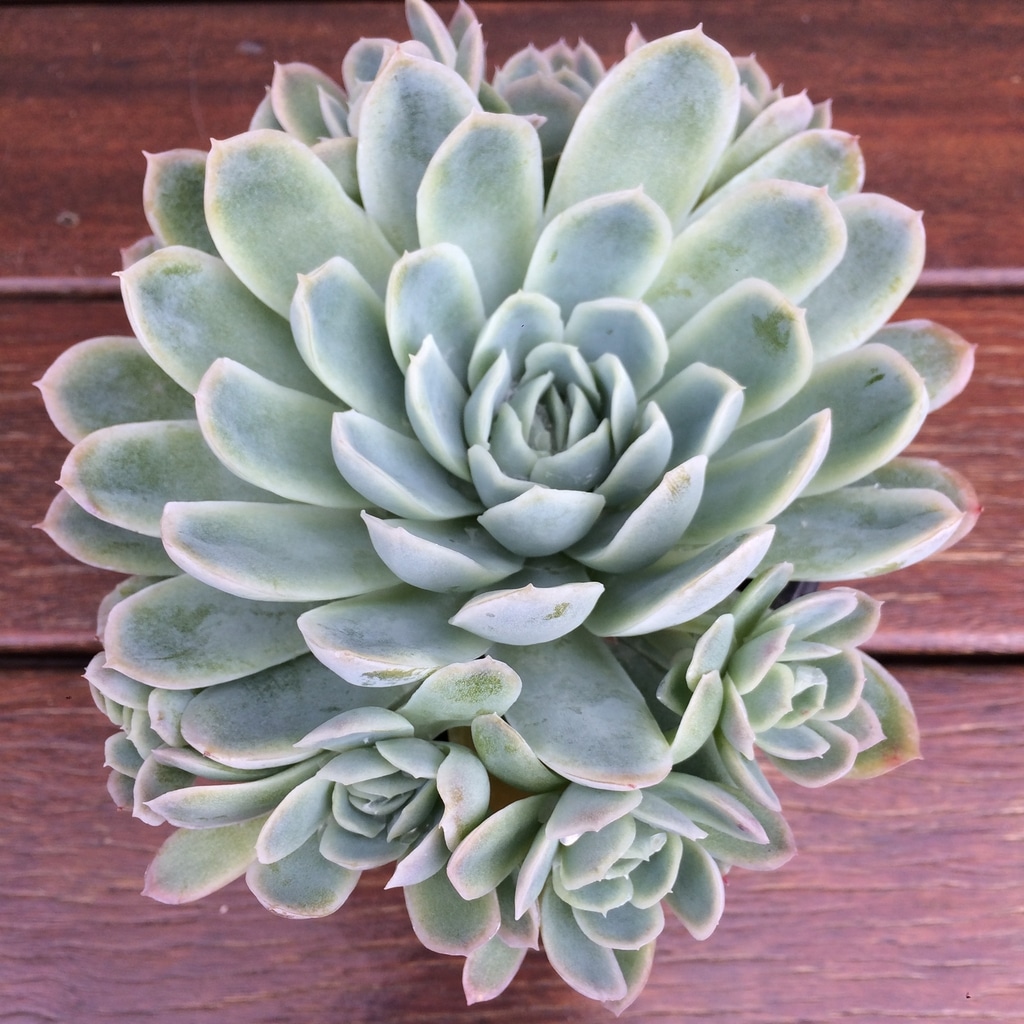 echeveria1
