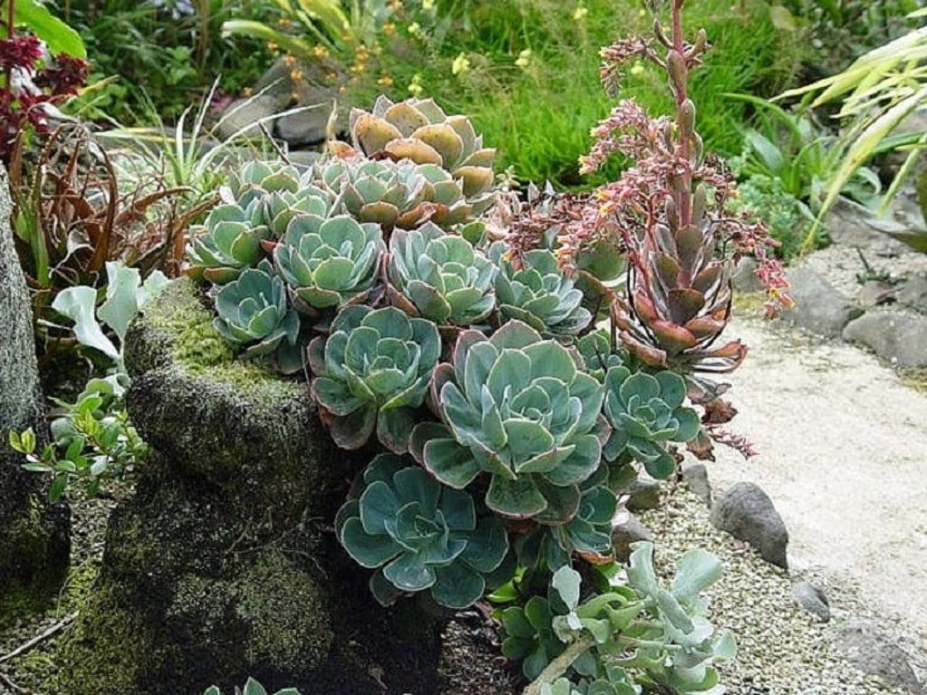 echeveria11