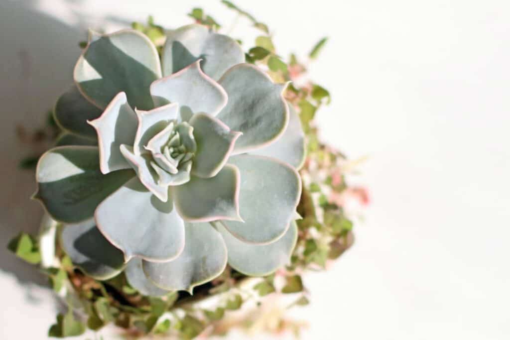echeveria15