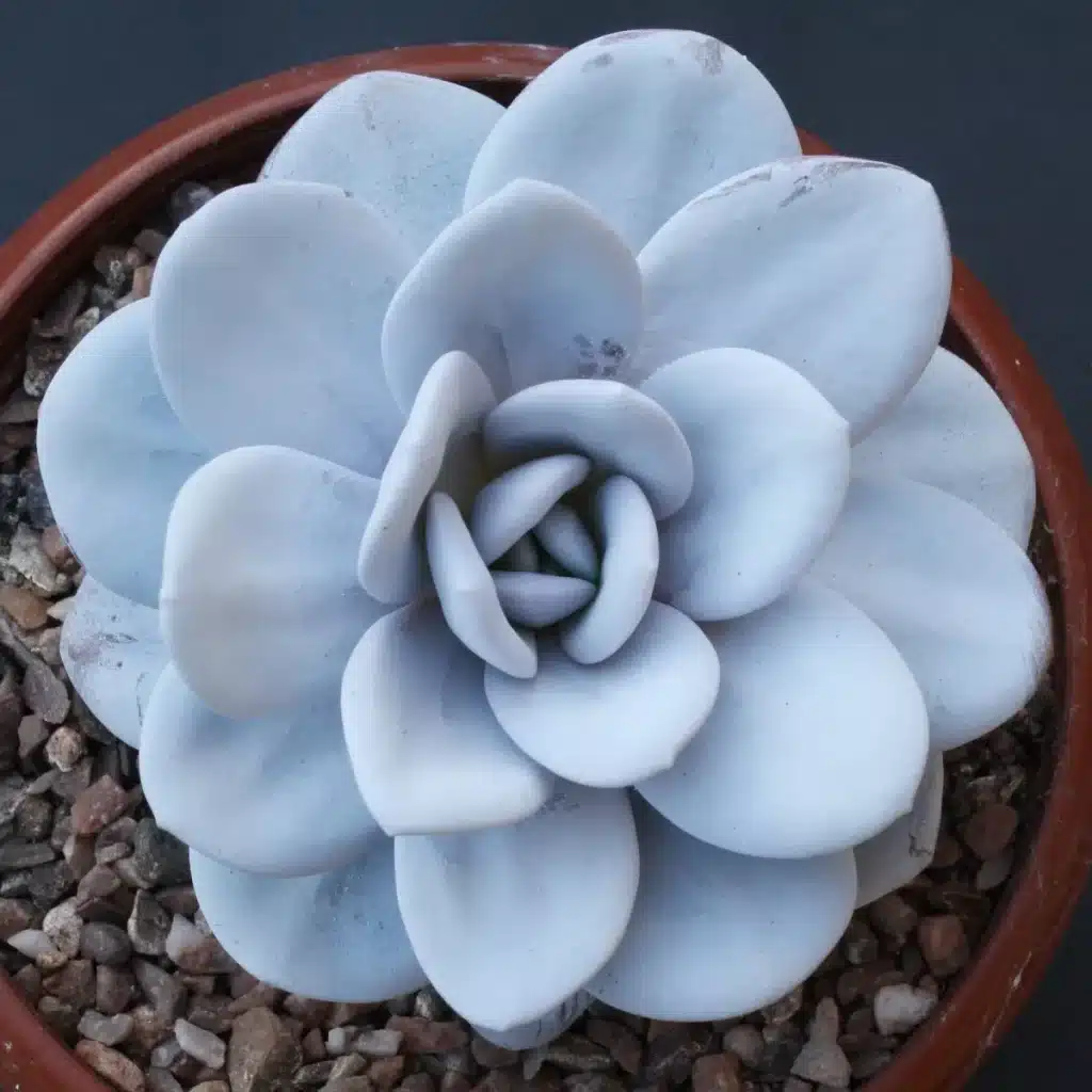 echeveria2