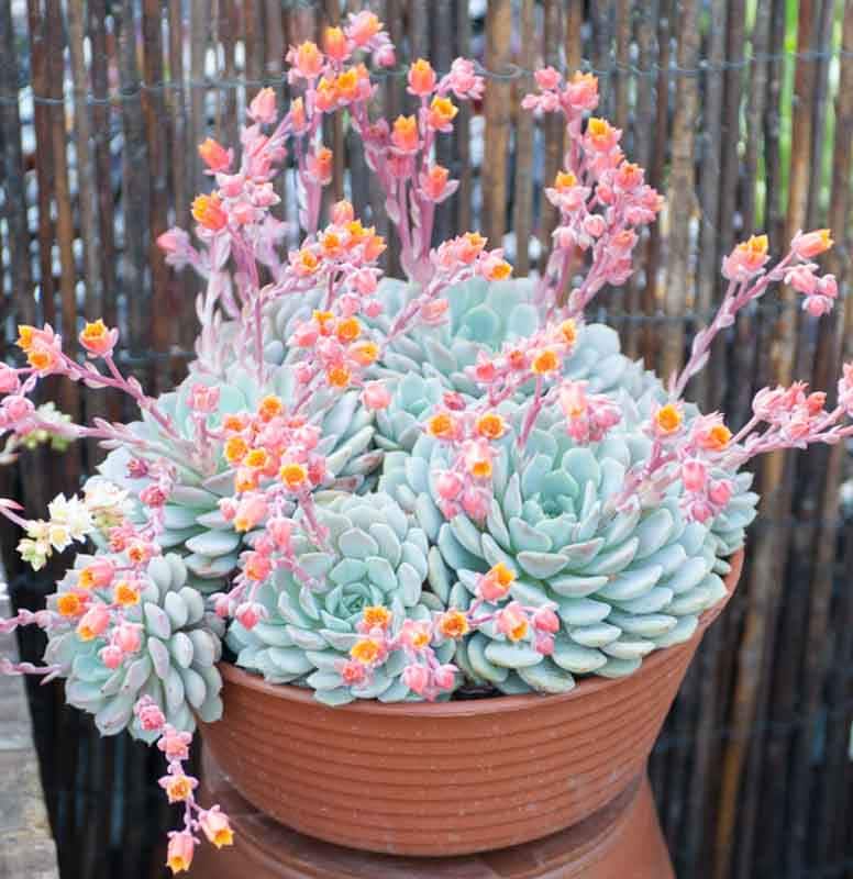 echeveria3