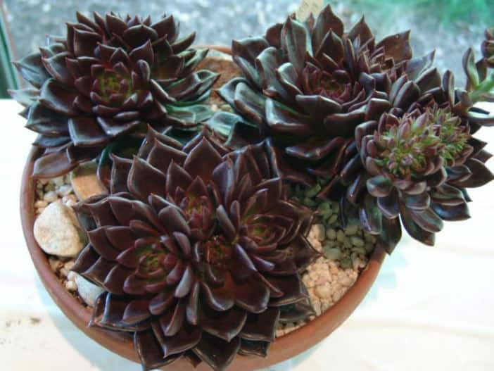 echeveria6