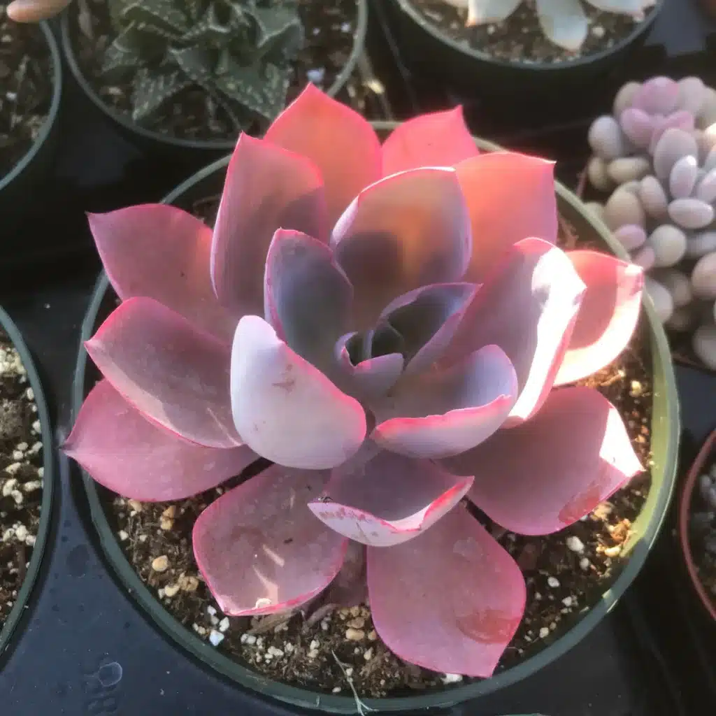 echeveria7