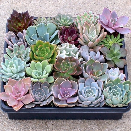 echeveria9