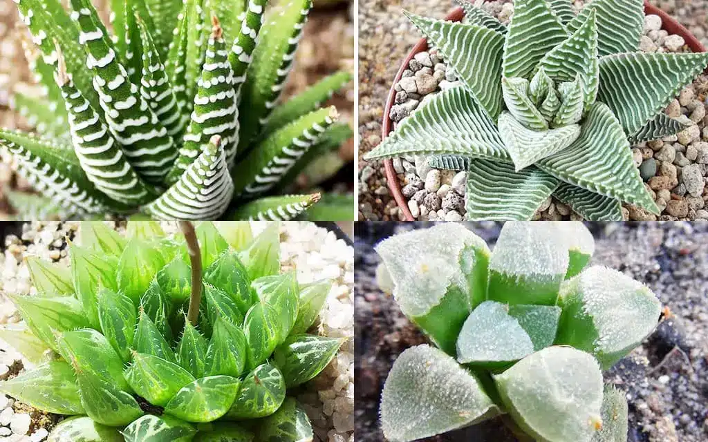 O que é Haworthia e de onde vem? haworthia