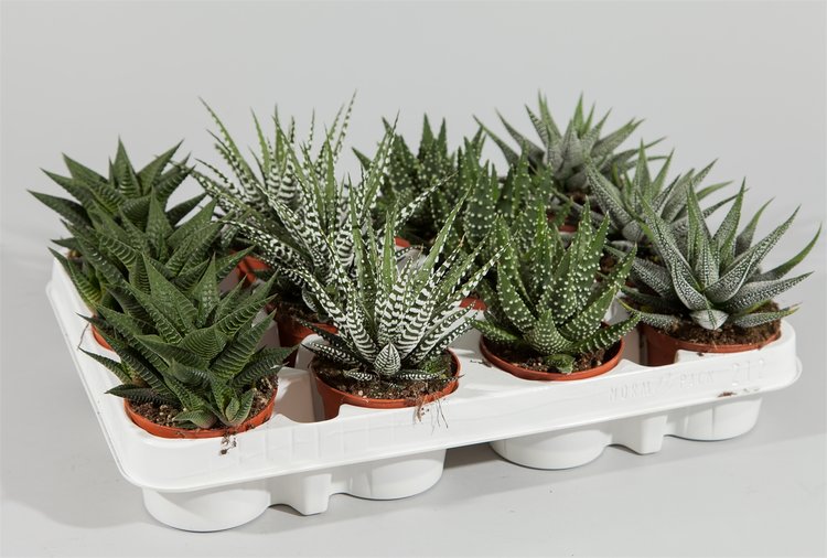 haworthia10