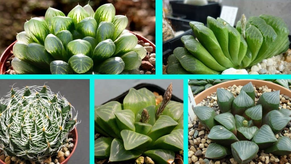 haworthia11