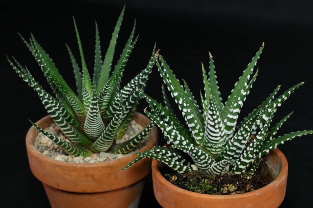 Algumas espécies populares de Haworthia haworthia3