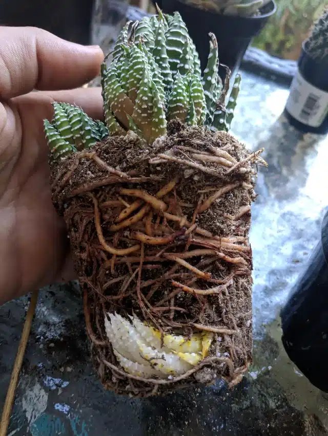 Cultivo: como cuidar da sua Haworthia? haworthia5