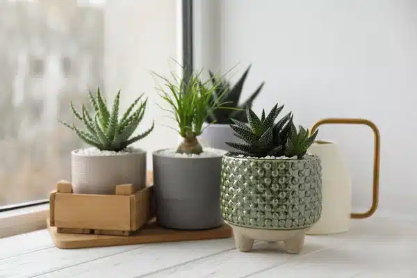 Cultivo: como cuidar da sua Haworthia? haworthia6