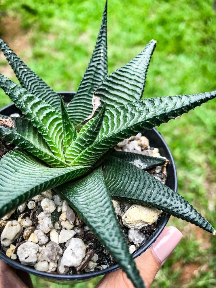 4 motivos para ter a Haworthia em casa! 1 haworthia7
