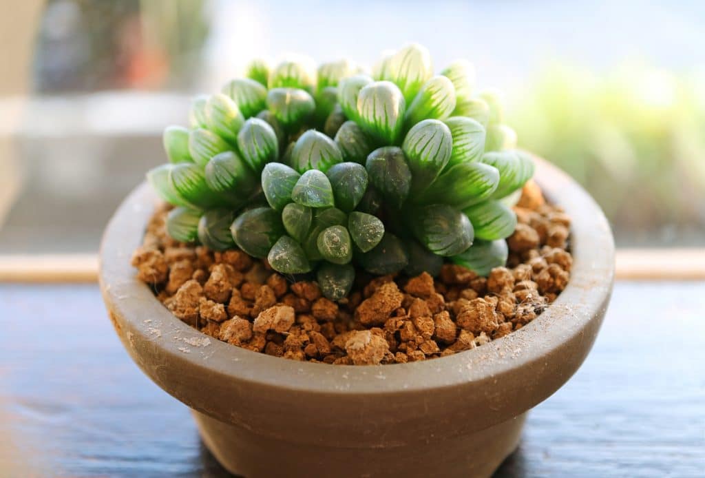 haworthia8