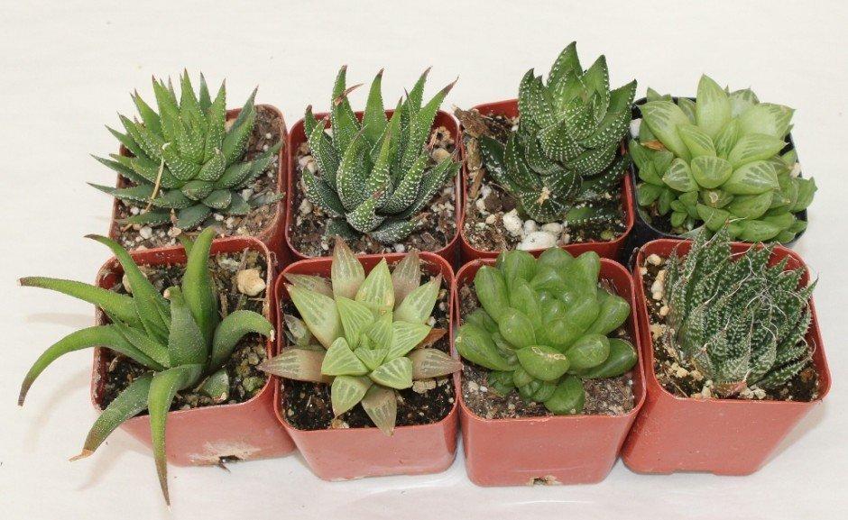 haworthia9