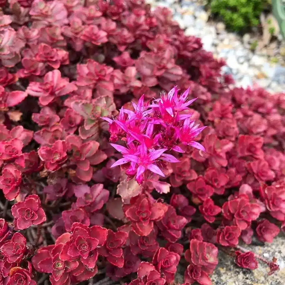 sedum10