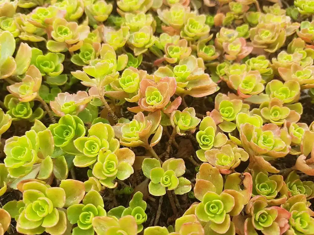 Sedum sedum13