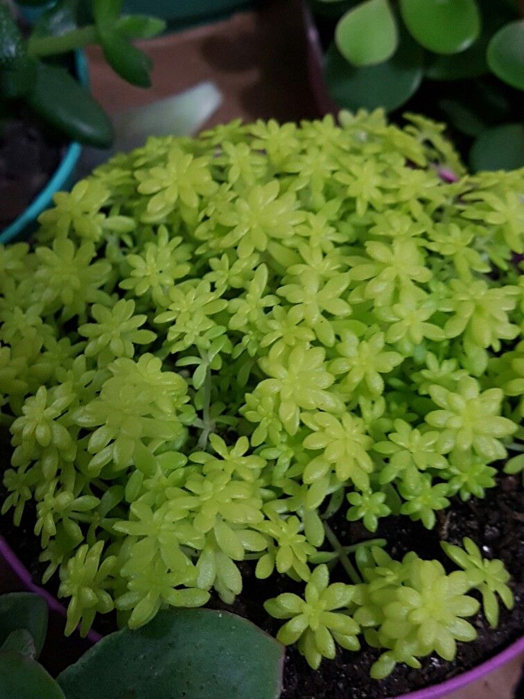 Suculenta Sedum Acre sedum2