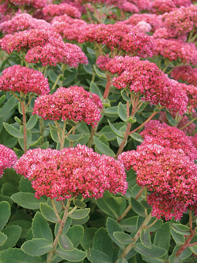 Suculenta Sedum Fogo do outono (Autumn Fire) sedum4
