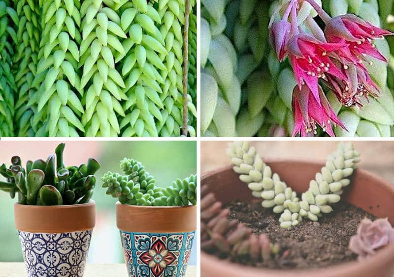 Plantas suculentas Sedum e suas características sedum6