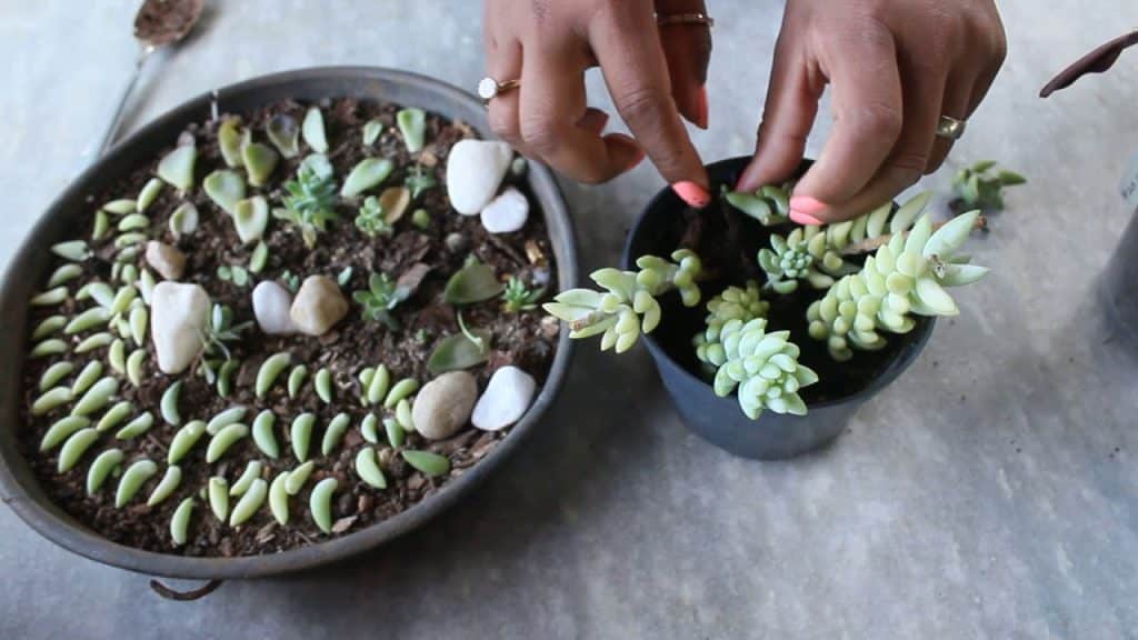 Como cultivar? sedum7