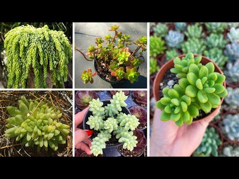 Plantas suculentas Sedum e suas características sedum8