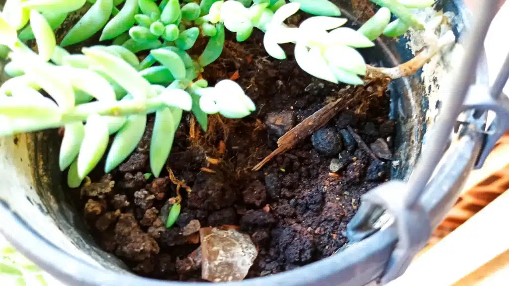 Como cultivar? sedum9