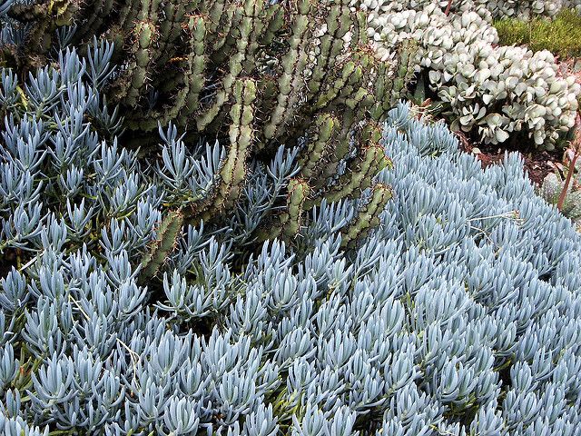 Distribuição geográfica e números de espécies senecio10