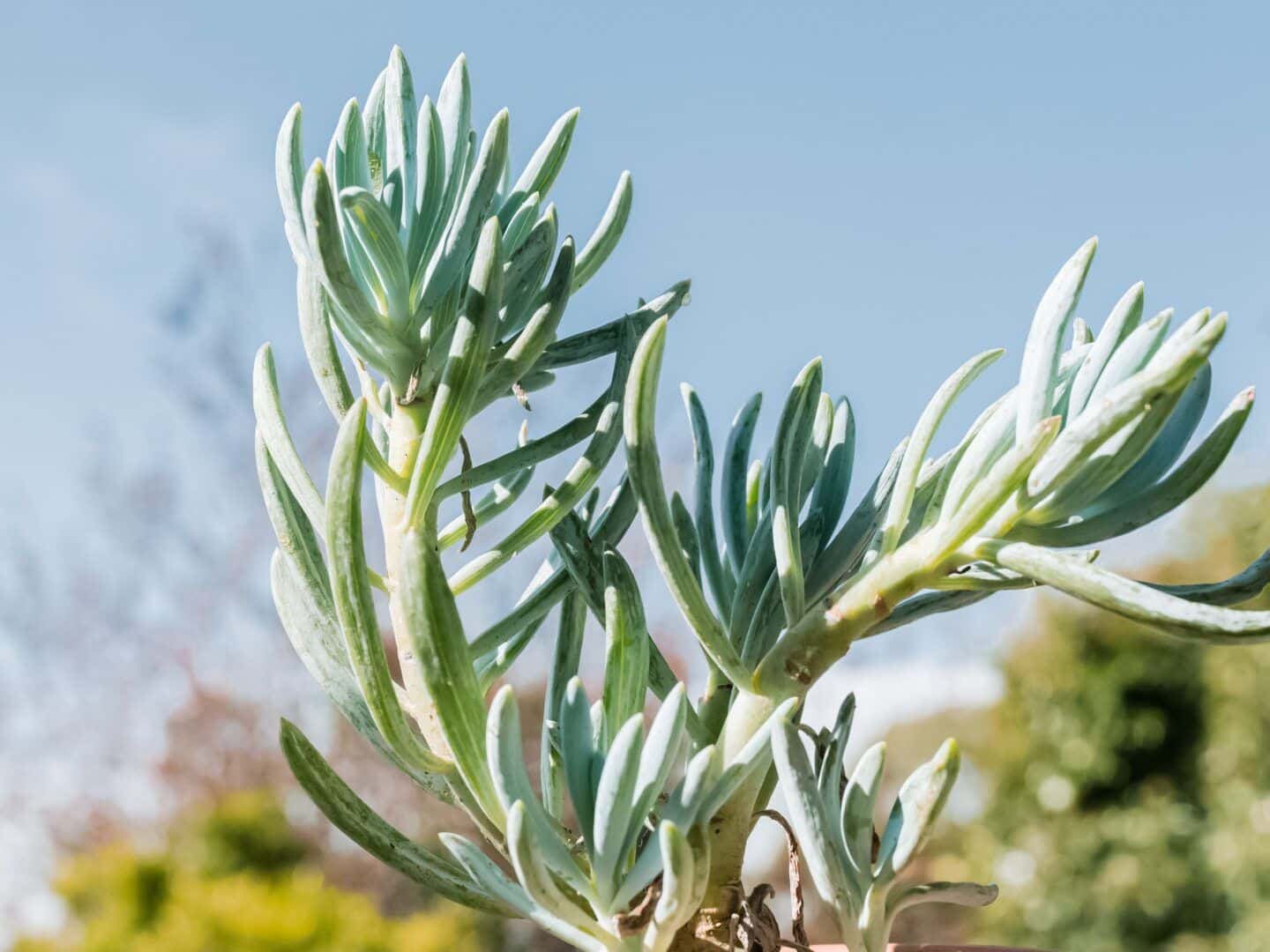 Cuidados com o cultivo e manutenção do senécio senecio12