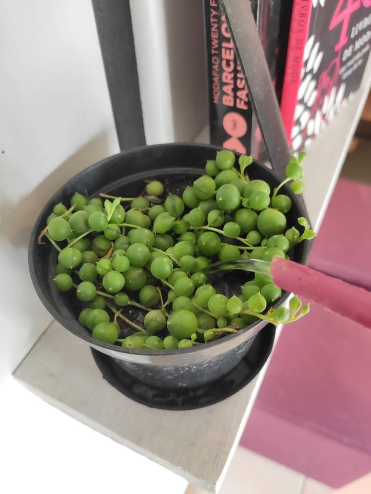 Cuidados com o cultivo e manutenção do senécio senecio13