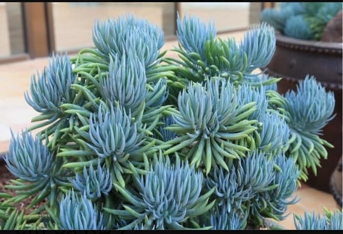 Senécio mandraliscae senecio4