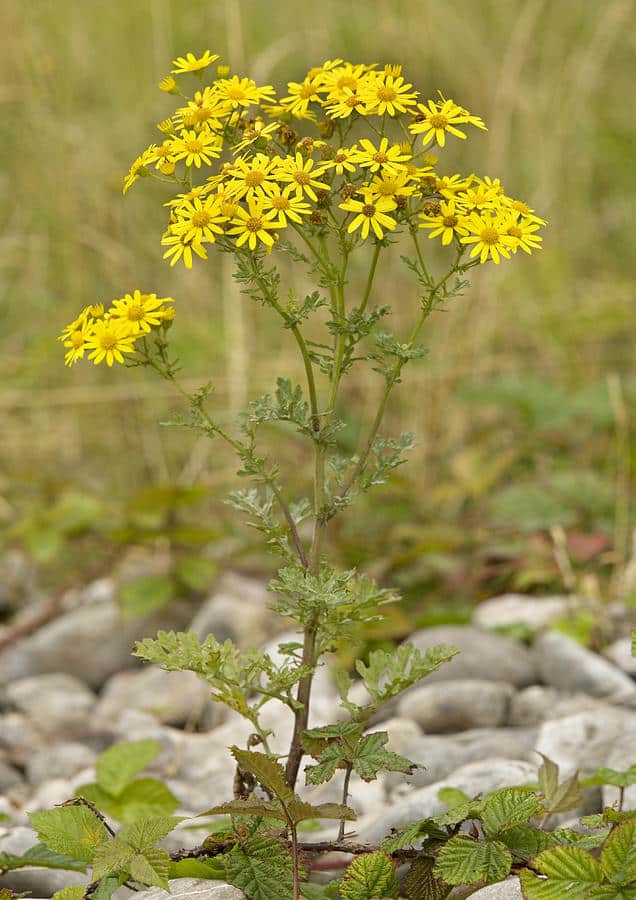 Senécio jacobaea senecio5
