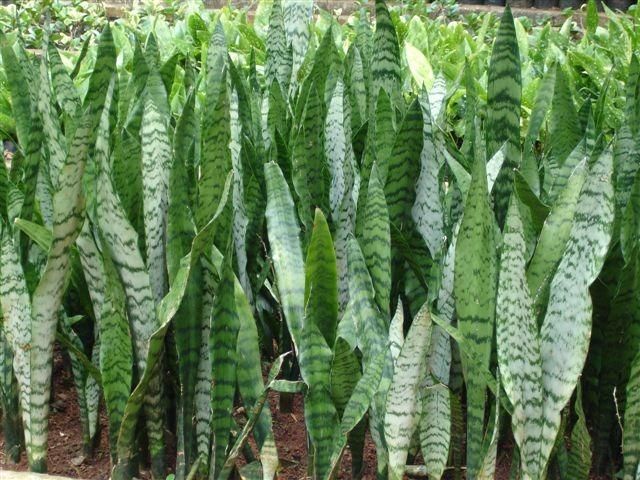 Sanseviéria Trifasciata sevieria