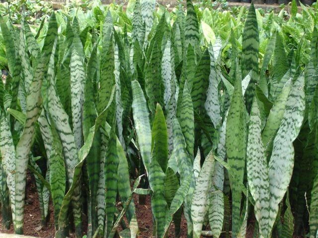 sevieria