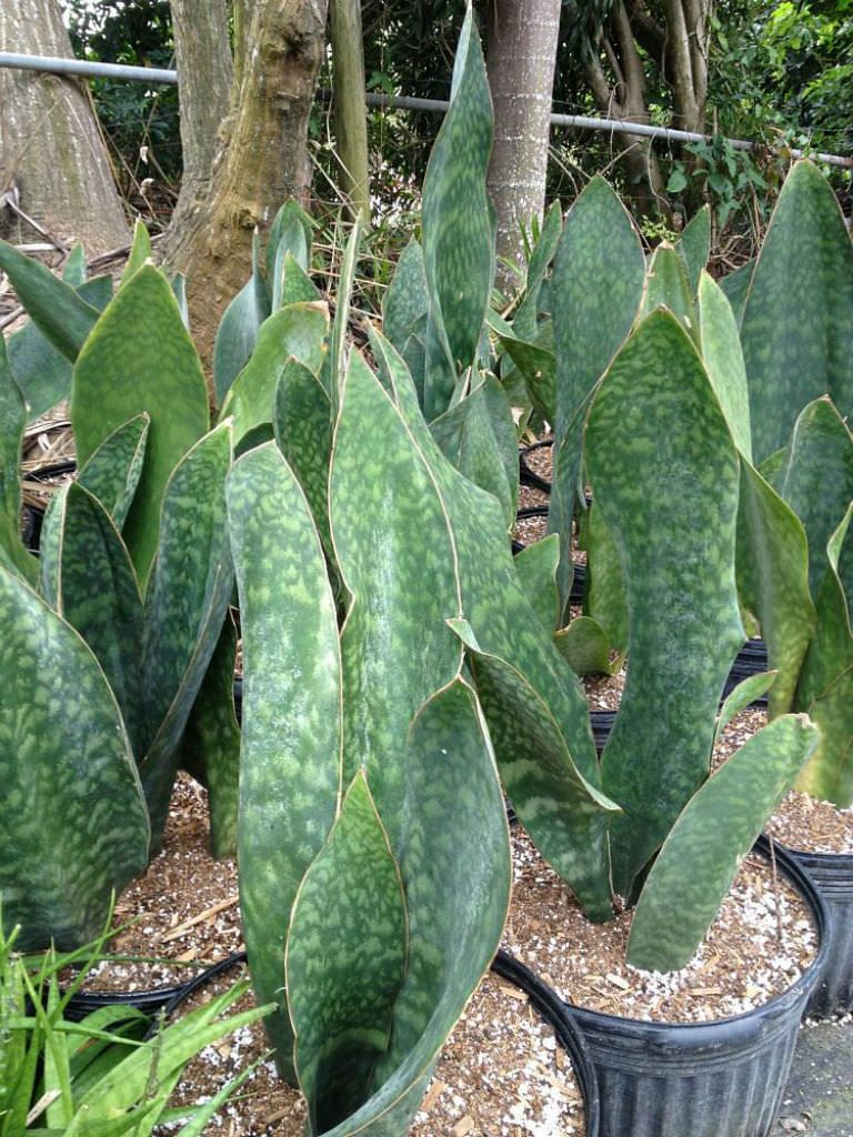 Sanseviéria Masoniana sevieria10
