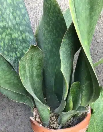 Sanseviéria - 4 tipos dessa planta para seu lar! 2 sevieria11