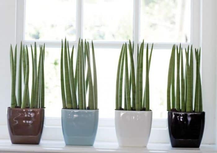 Sanseviéria Cylindrica sevieria12