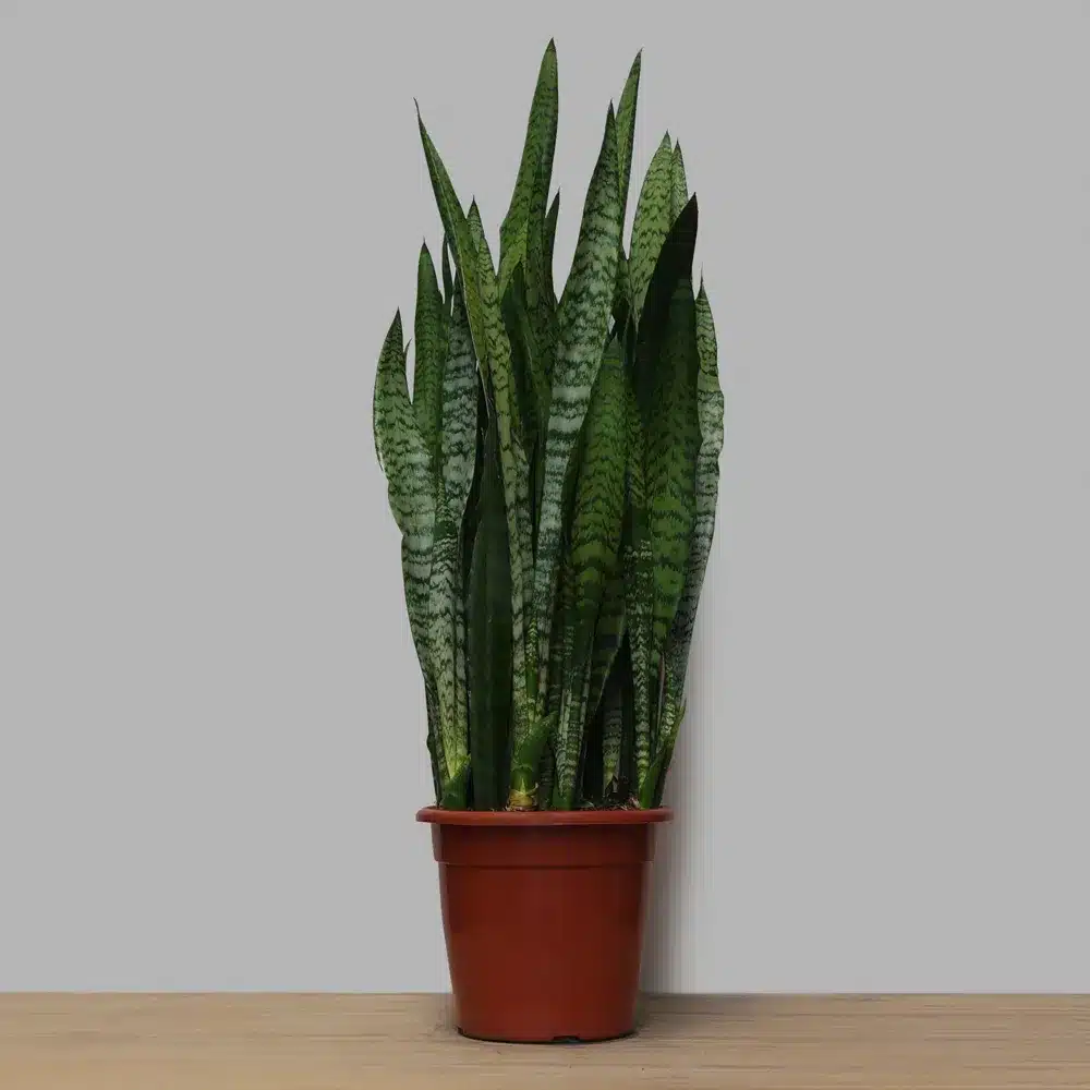 Sanseviéria Trifasciata sevieria2