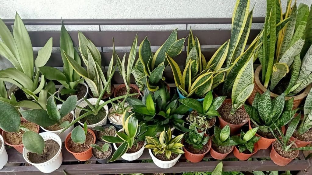 Sanseviéria - 4 tipos dessa planta para seu lar! 1 sevieria5