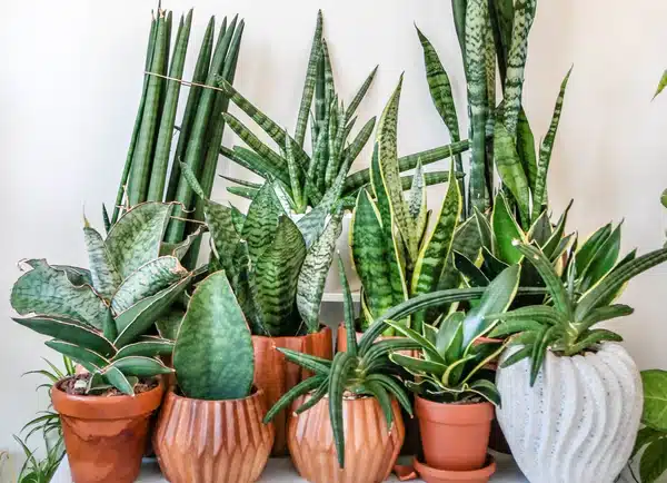O que é Sanseviéria e seu território? sevieria6