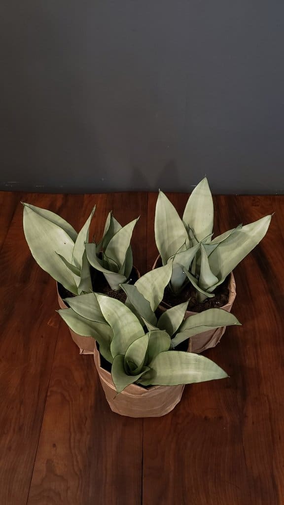 Sanseviéria Moonshine sevieria8