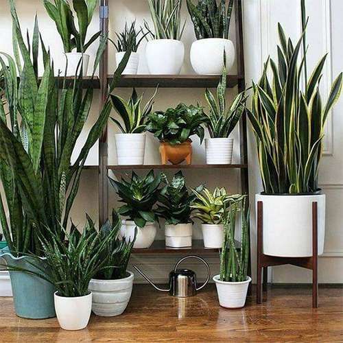 Sanseviéria - 4 tipos dessa planta para seu lar! 3 sevieria9