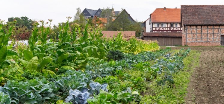 Casa na Roça Simples: Uma Fuga Para o Estilo de Vida Rural