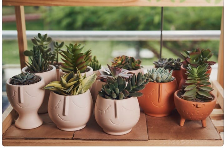 Decorando com plantas: como criar ambientes vivos e saudáveis?